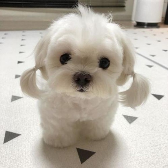 toasmalxiti